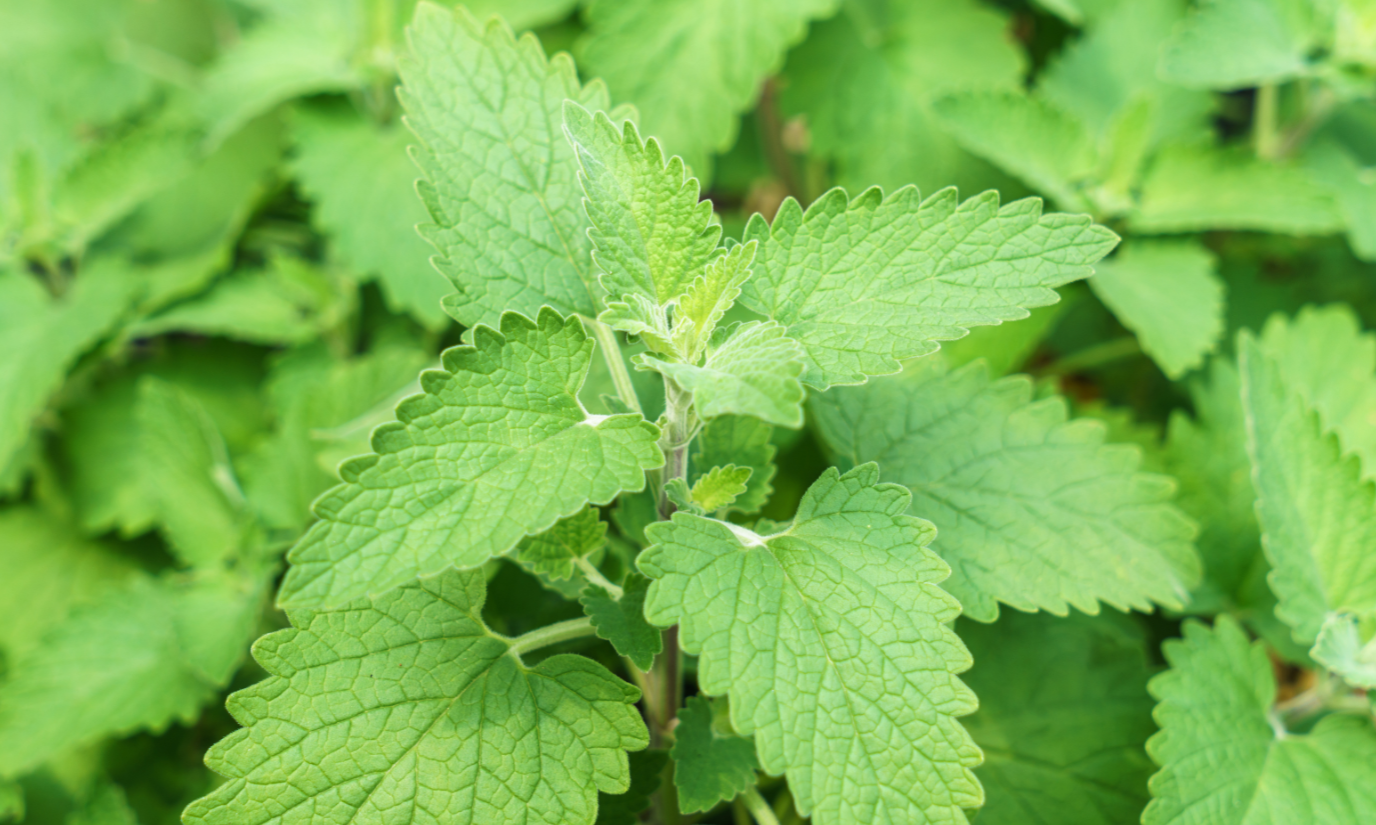 Catnip for cats