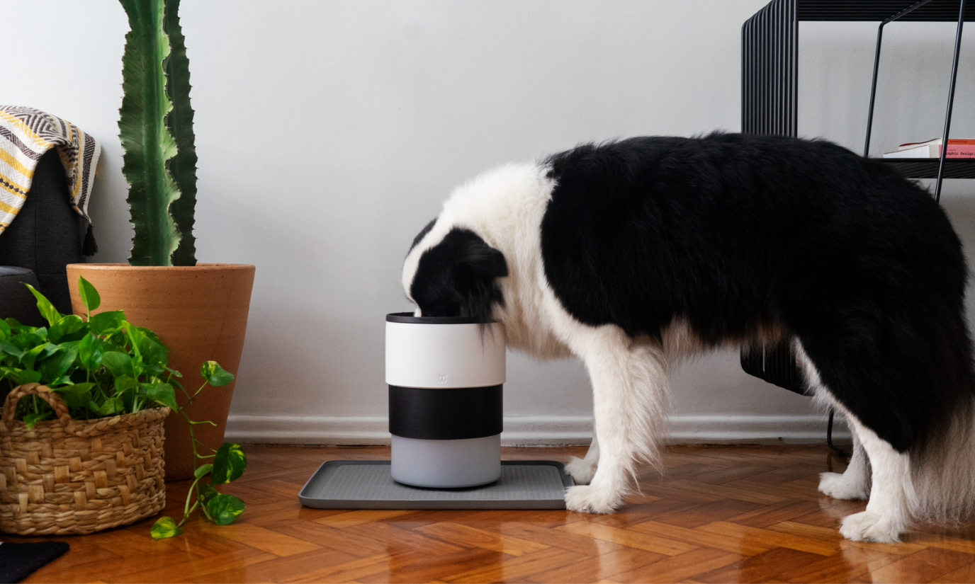 do dogs get sick of the same food?