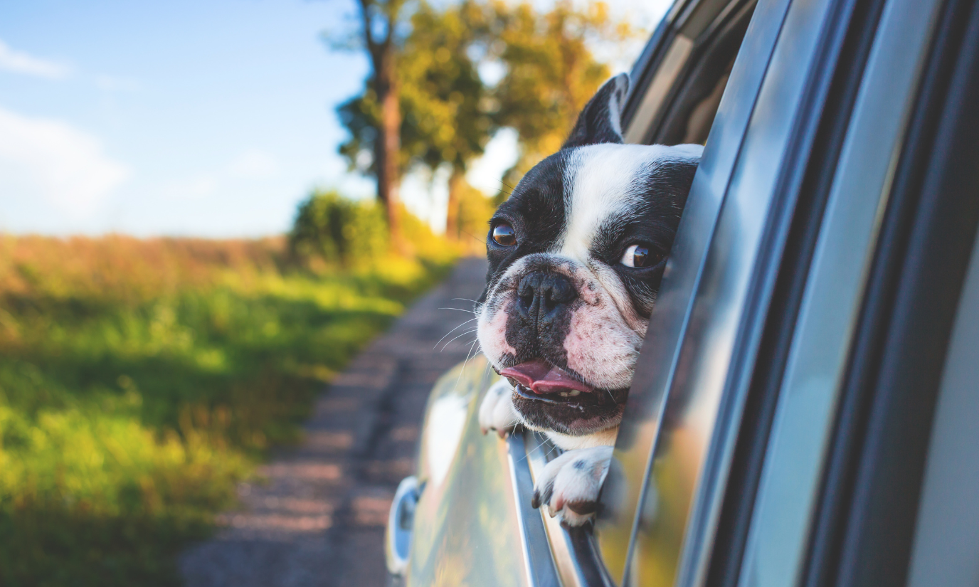 how to travel in a car with your dog