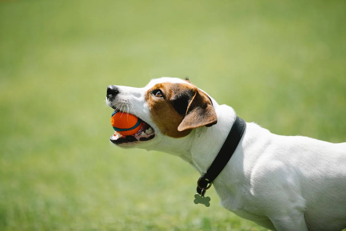 How Can I Get My Dog To Play With Toys?