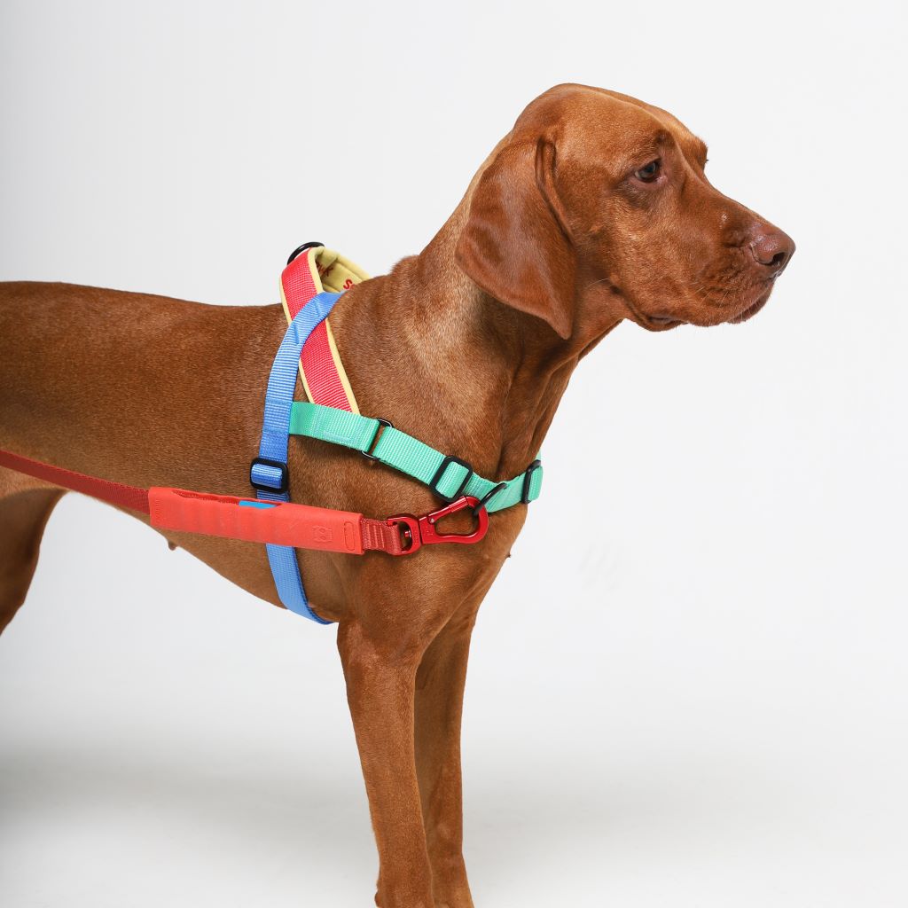 For Dogs That The Best No-Pull Dog Collars And Harnesses Save