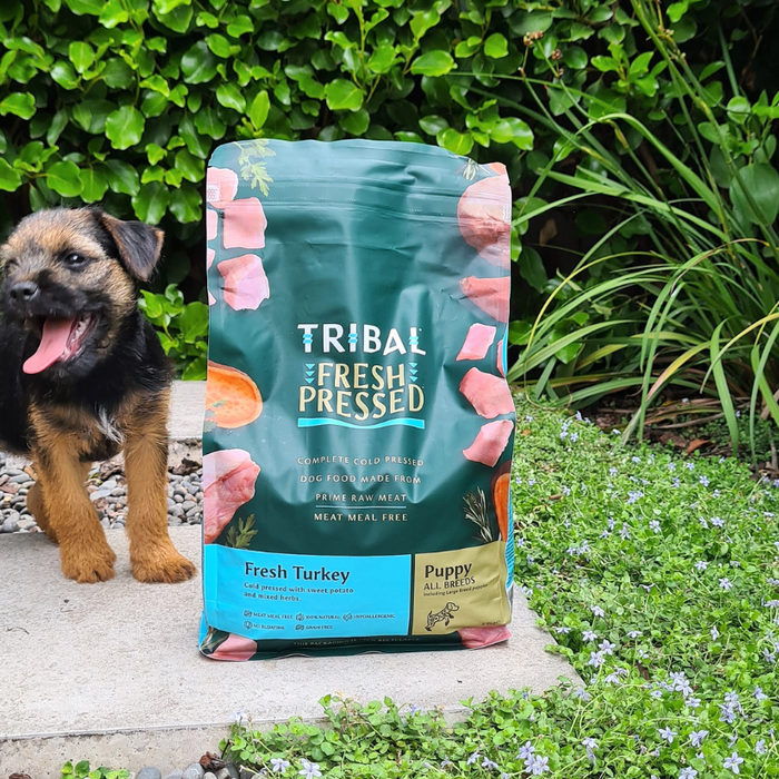 choosing the best dog food for puppies