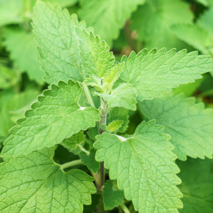 Catnip for cats