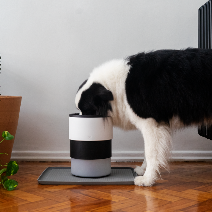 do dogs get sick of the same food?