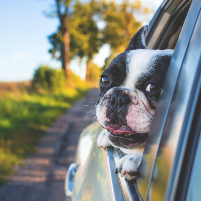 how to travel in a car with your dog