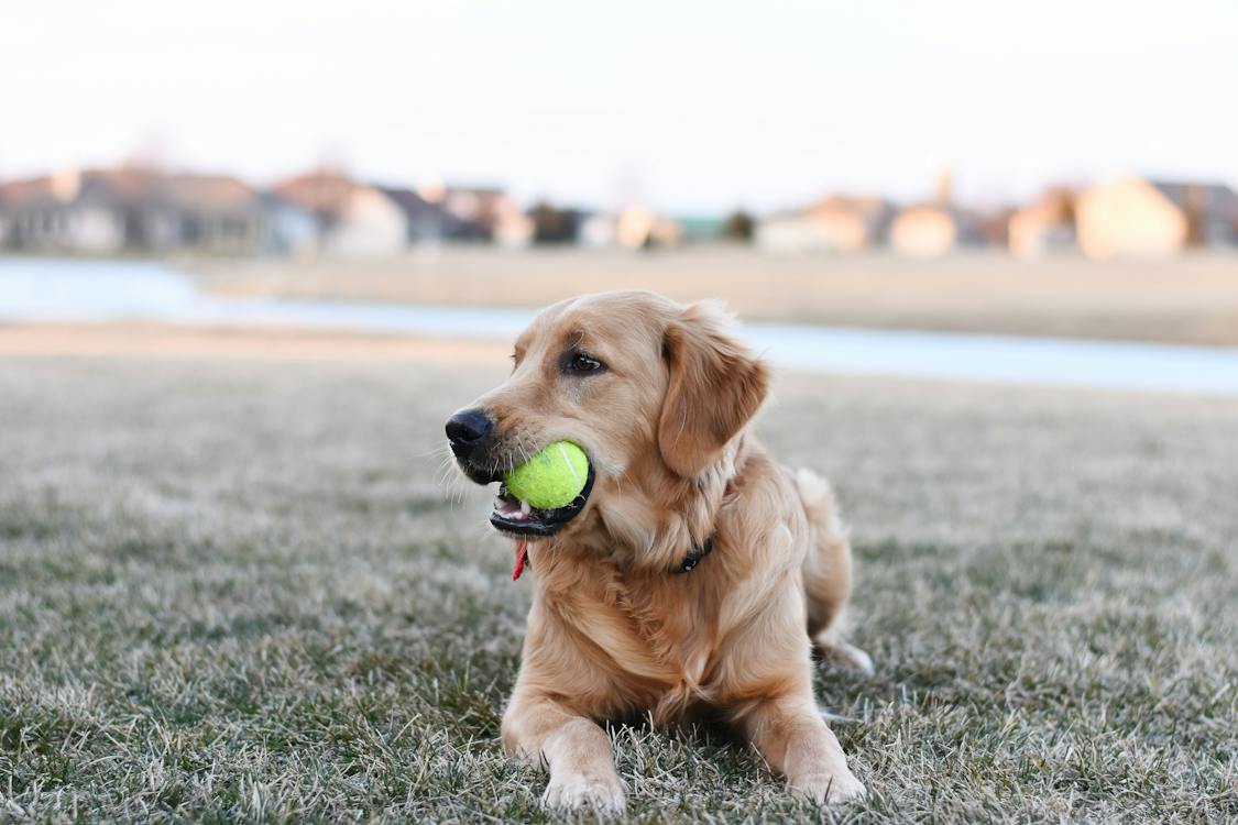 Why Does My Dog Cry When Carrying Toys? — Banquet Pet NZ