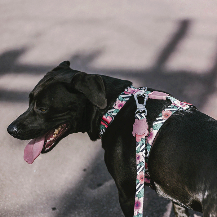 Zee.Dog | Mahalo Leash