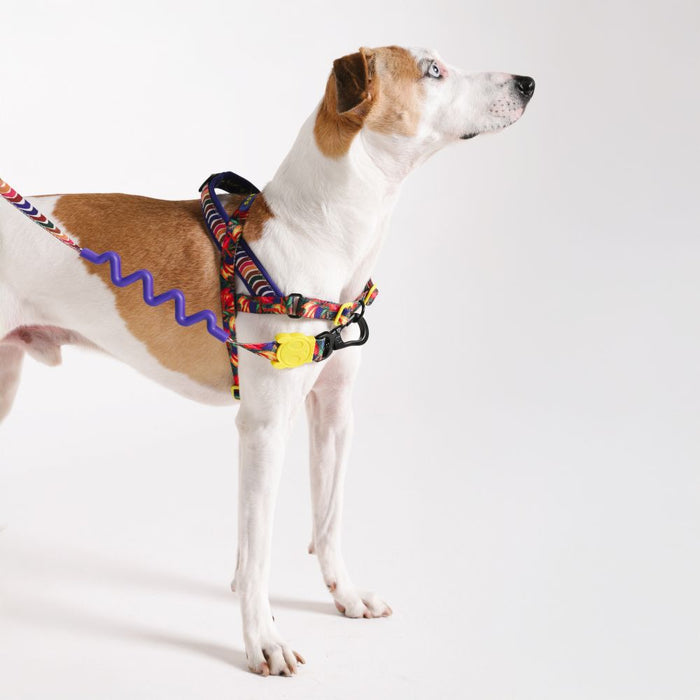 Zee.Dog Softer Walk No-Pull Harness - Samba