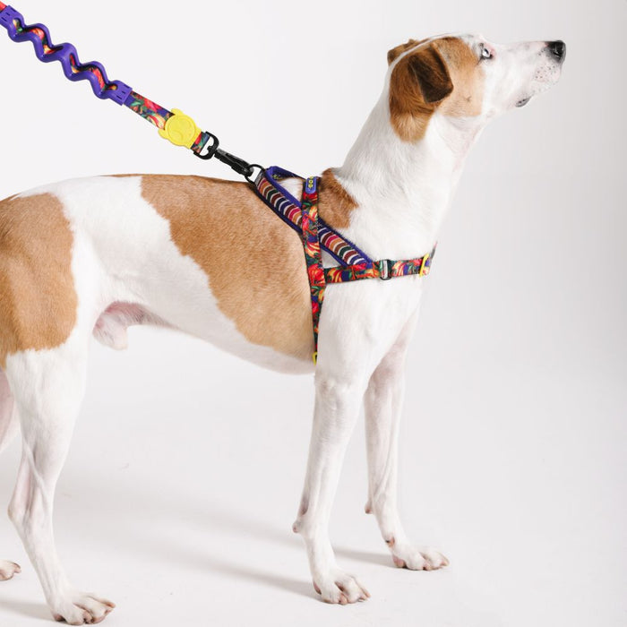 Zee.Dog Softer Walk No-Pull Harness - Samba