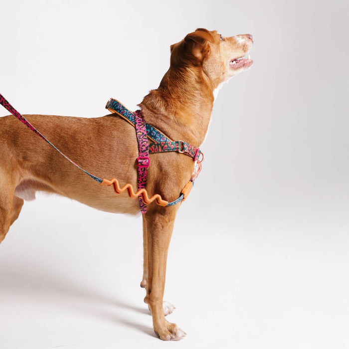 Zee.Dog Softer Walk No-Pull Harness - Selva