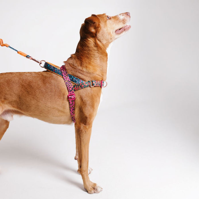 Zee.Dog Softer Walk No-Pull Harness - Selva