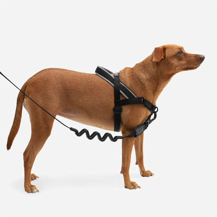 Zee.Dog | Softer Walk Harness - Gotham