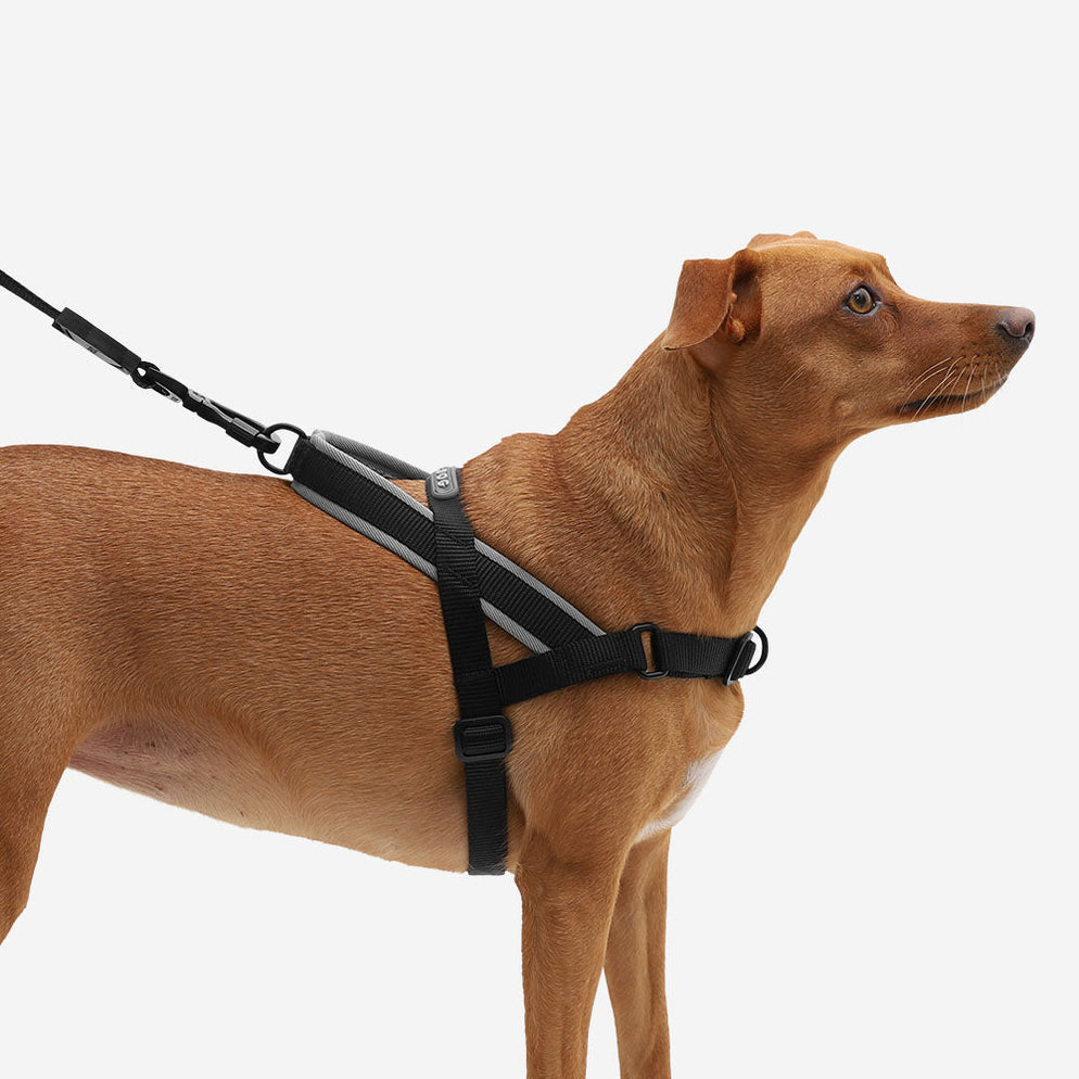 Zee.Dog Softer Walk Harness Gotham — Banquet Pet NZ