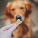 dog treat from cheese, carrot & sunflower seed