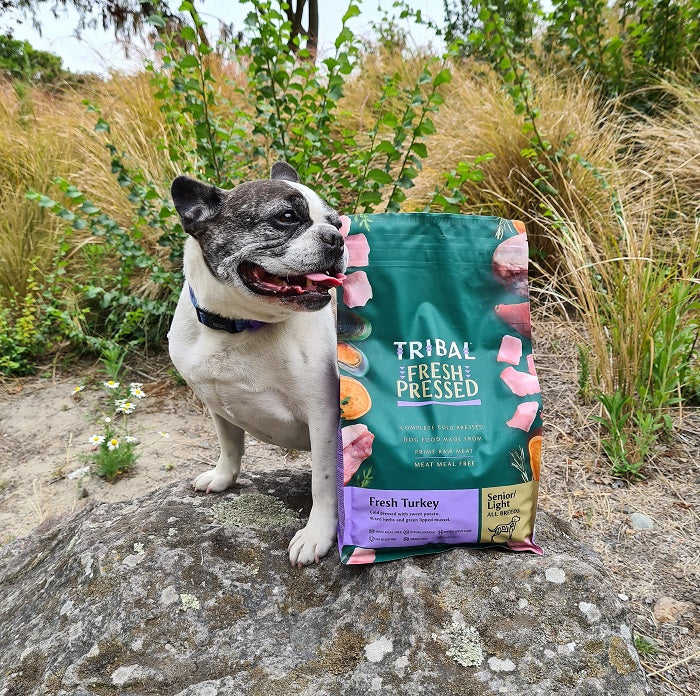 FiFi the NZ French Bulldog loves Tribal Fresh Pressed Senior Turkey recipe