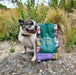 FiFi the NZ French Bulldog loves Tribal Fresh Pressed Senior Turkey recipe