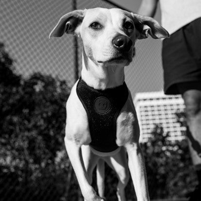 Zee.Dog | Adjustable Air Mesh Harness - Gotham