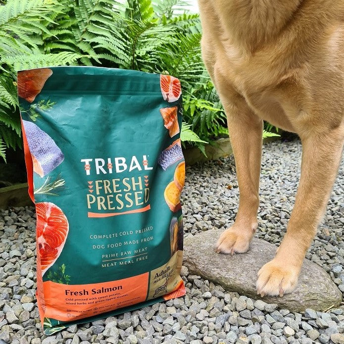 Molly the NZ Labrador loves Tribal Fresh Pressed Salmon recipe