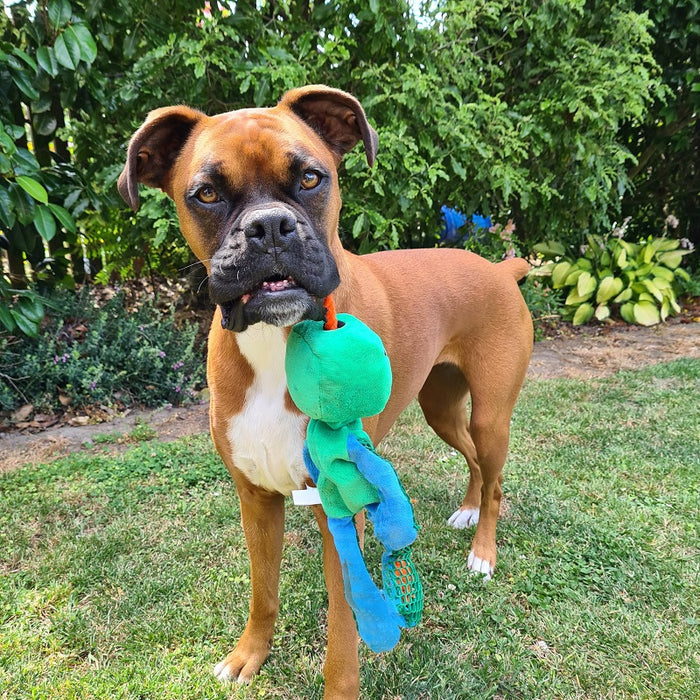 CJ the NZ Boxer dog with her favourite GiGwi Monster Rope toy