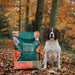 Springer Spaniel with Tribal Cold Pressed Salmon recipe